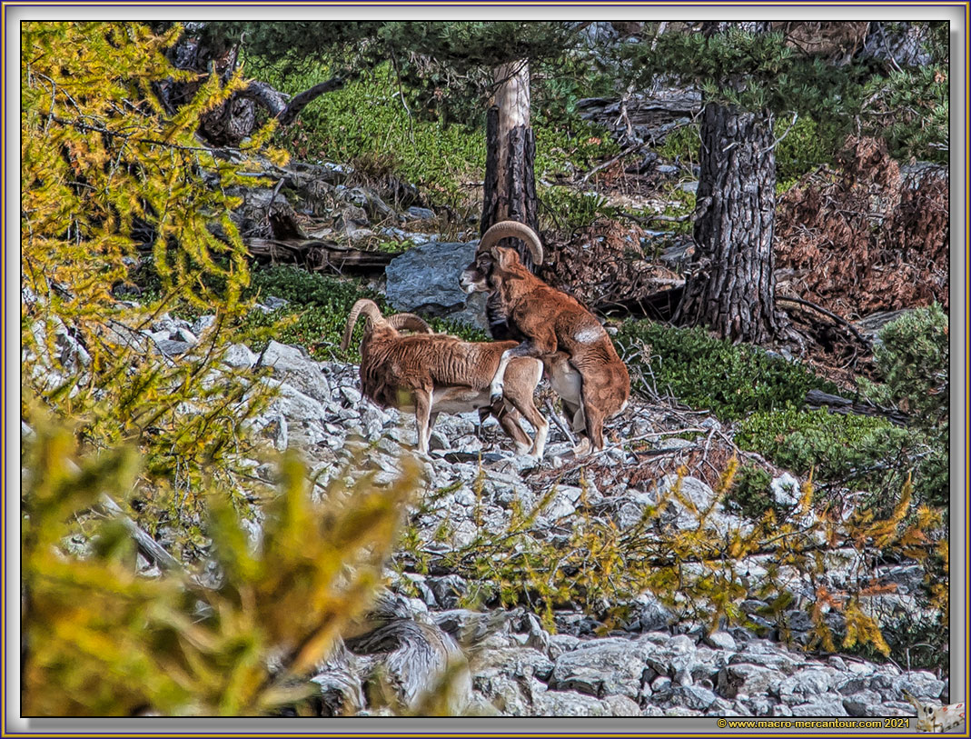 MOUFLONS